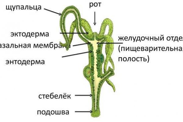 Прямая ссылка на кракен